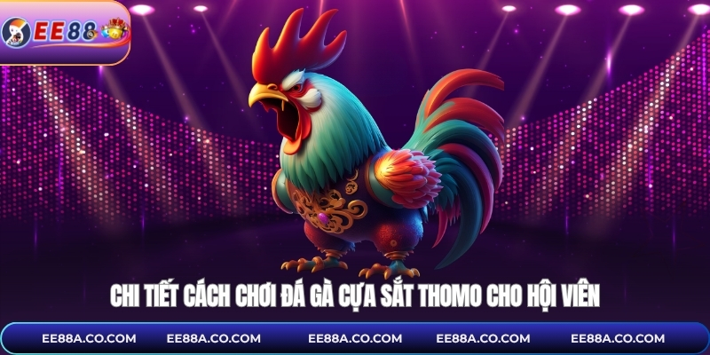 Chi tiết cách chơi đá gà cựa sắt thomo cho hội viên